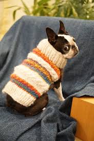 Es bueno ponerle ropa a los perros en invierno